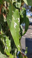 Eucalyptolyma maideni