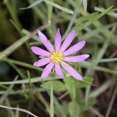 Sabatia dodecandra, photograph (c) Dan Vickers, some rights reserved (CC BY)