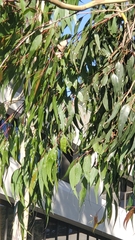 Eucalyptolyma maideni