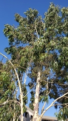 Eucalyptolyma maideni