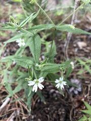 Pseudostellaria