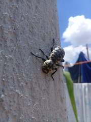 Zopherus nodulosus nodulosus