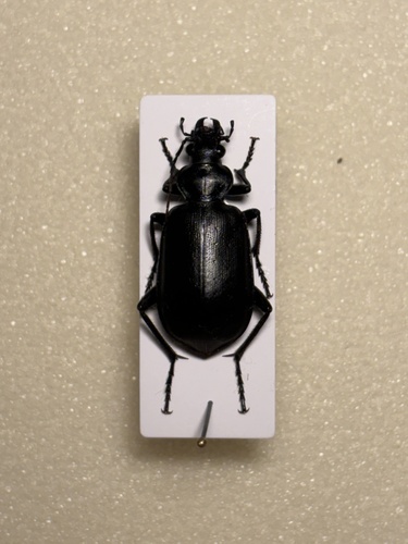 Calosoma olivieri
