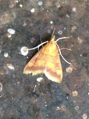 Pyrausta onythesalis