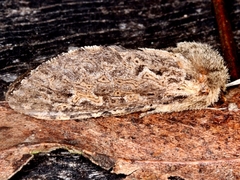 Oncopera fasciculatus