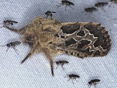 Oncopera intricoides