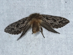 Oncopera fasciculatus