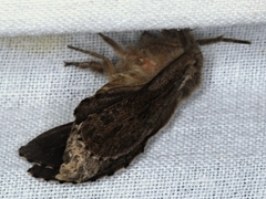 Oncopera fasciculatus