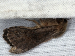 Oncopera fasciculatus