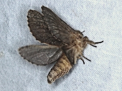 Oncopera fasciculatus