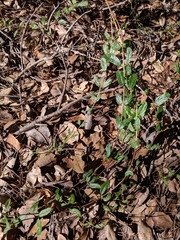 Lonicera subspicata subspicata