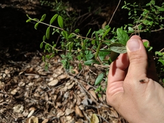 Lonicera subspicata subspicata