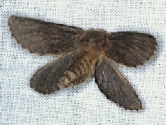 Oncopera fasciculatus