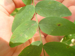 Lathyrus venosus
