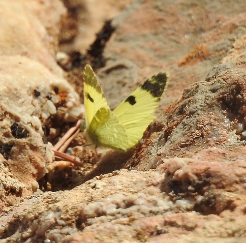 Greenish Black-tip