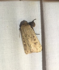 Leucania pseudargyria