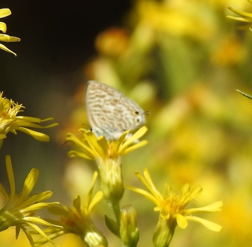 Lang's Short-tailed Blue