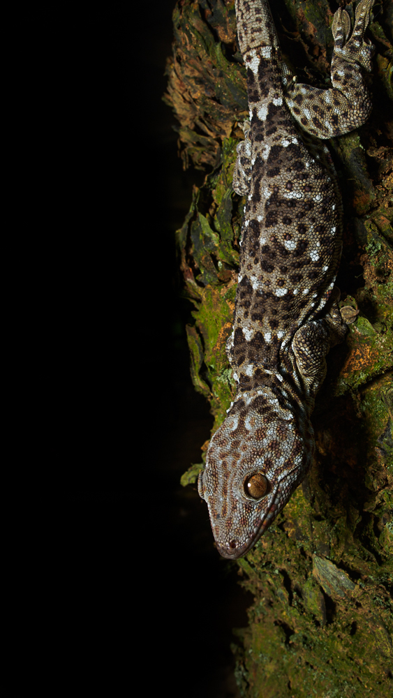 Reeves' Tokay Gecko