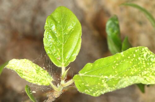 Image of Ficus sycomorus by (c) Alan Manson, some rights reserved (CC BY)