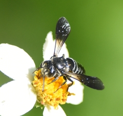 Coelioxys dolichos
