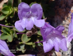 Penstemon davidsonii davidsonii