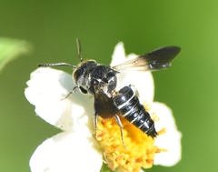 Coelioxys dolichos