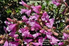 Penstemon davidsonii davidsonii