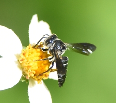 Coelioxys dolichos