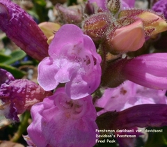Penstemon davidsonii davidsonii