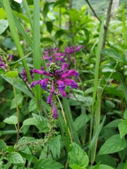 Scutellaria incarnata