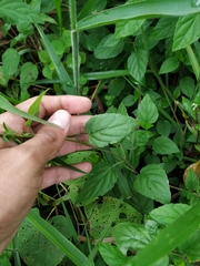 Scutellaria incarnata