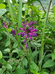 Scutellaria incarnata