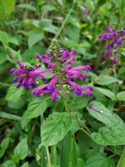 Scutellaria incarnata