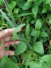Scutellaria incarnata
