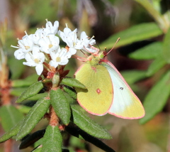 Colias pelidne