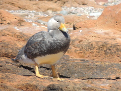 Tachyeres leucocephalus