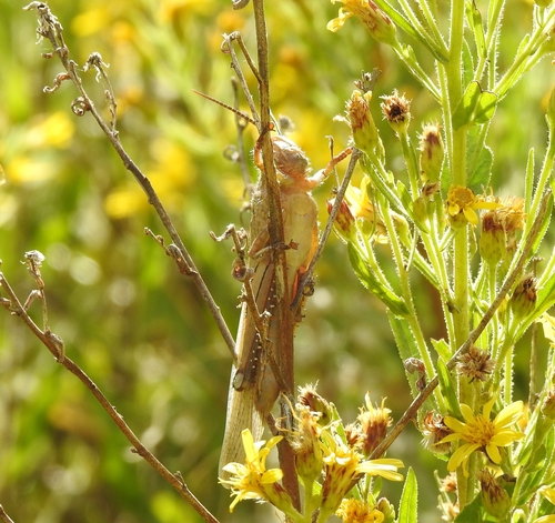 Egyptian Bird Grasshopper