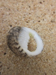 Nerita undata
