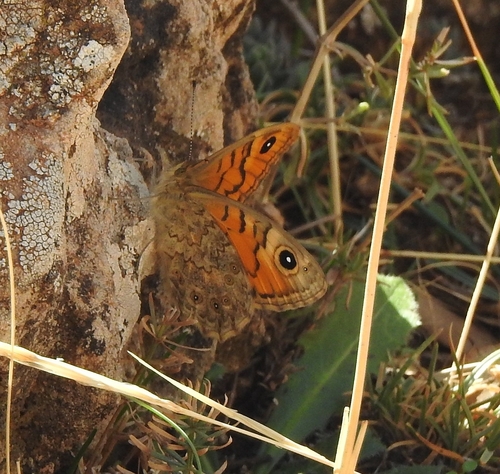 Wall Brown