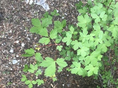 Acer glabrum