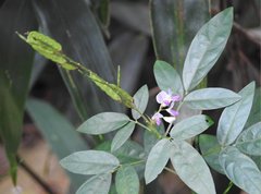 Grona heterocarpos angustifolia