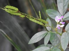 Grona heterocarpos angustifolia