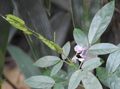 Grona heterocarpos angustifolia