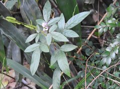 Grona heterocarpos angustifolia
