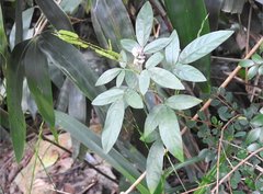 Grona heterocarpos angustifolia