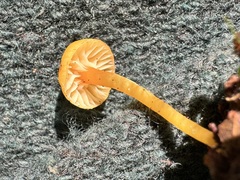 Hygrocybe parvula