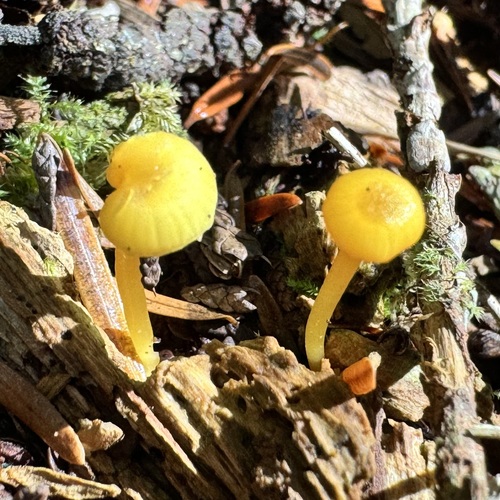 Hygrocybe parvula (Photo 3 of 3)