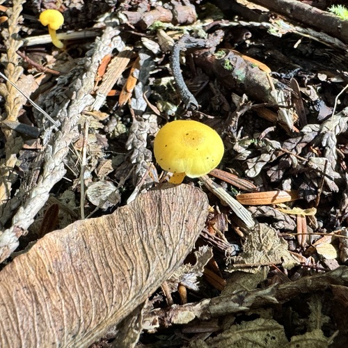 Hygrocybe parvula (Photo 2 of 3)