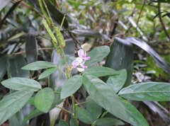 Grona heterocarpos angustifolia