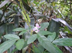 Grona heterocarpos angustifolia